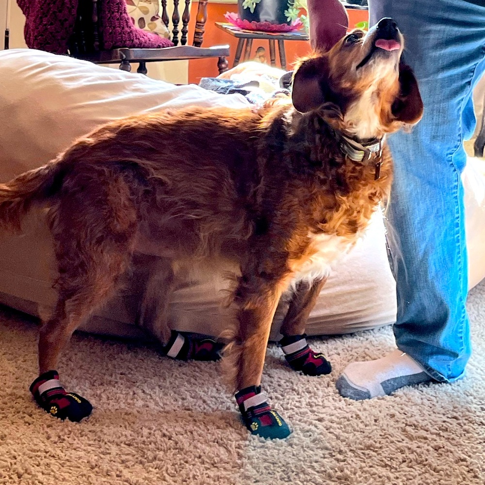 Dog booties!  Protect their feet from hot or icy sidewalks!